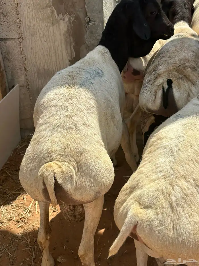 برابر جذعان طرف لحم وشحم 18