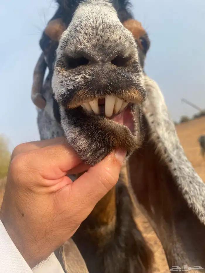 للبيع عنز عارضيه صنف كفو 1