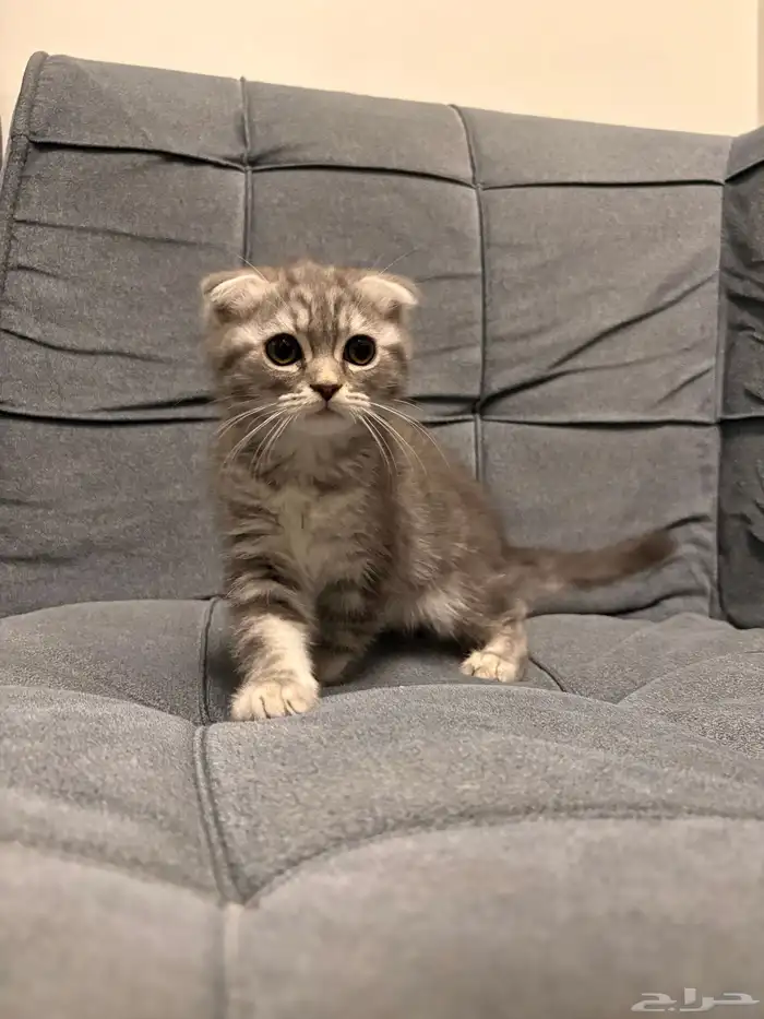 قطط سكوتش فولد للبيع 2