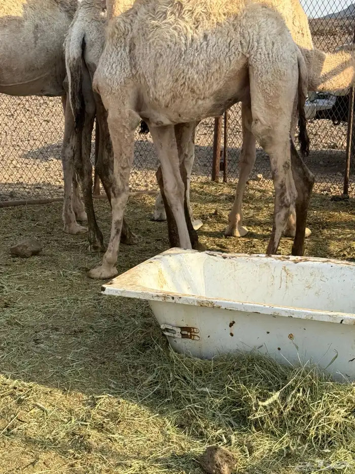 قعود لباني طيب 3