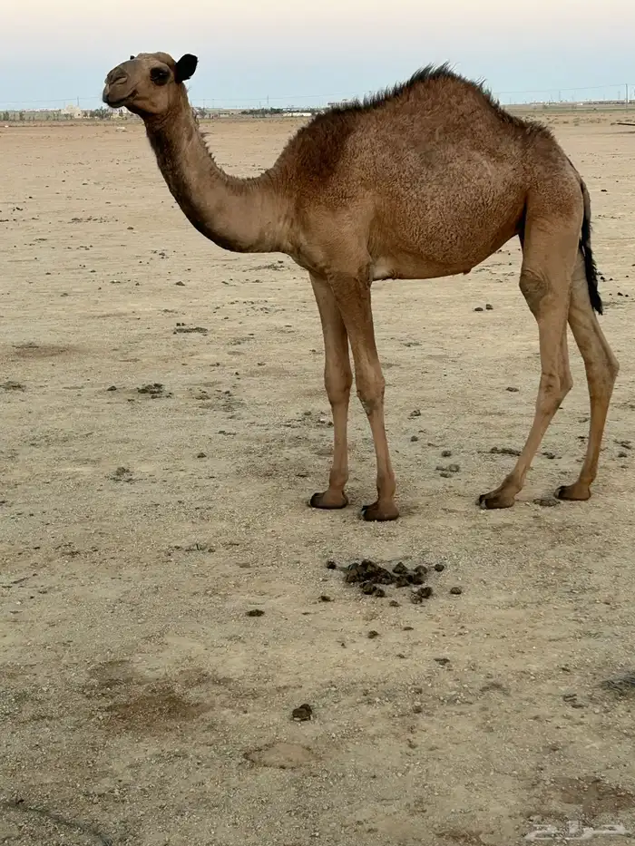 بكره 2