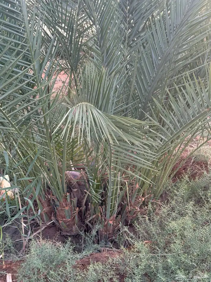 نخل سري للبيع 4