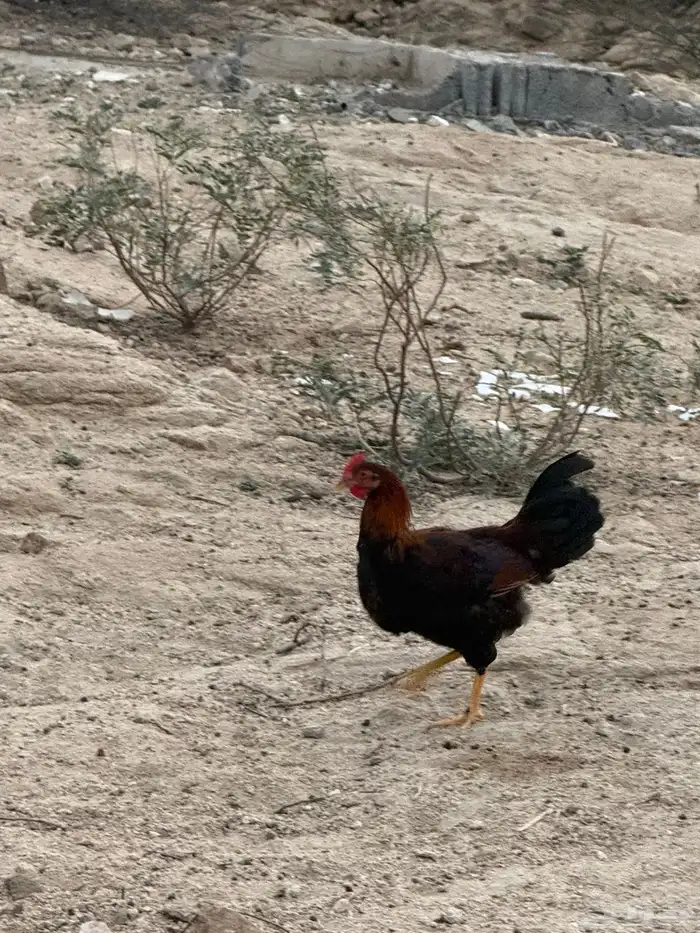 دجاج للبيع 1