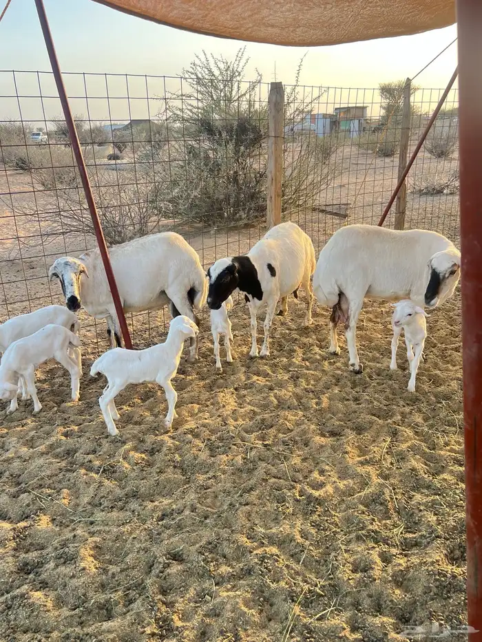 غنم رفد خلفات 6