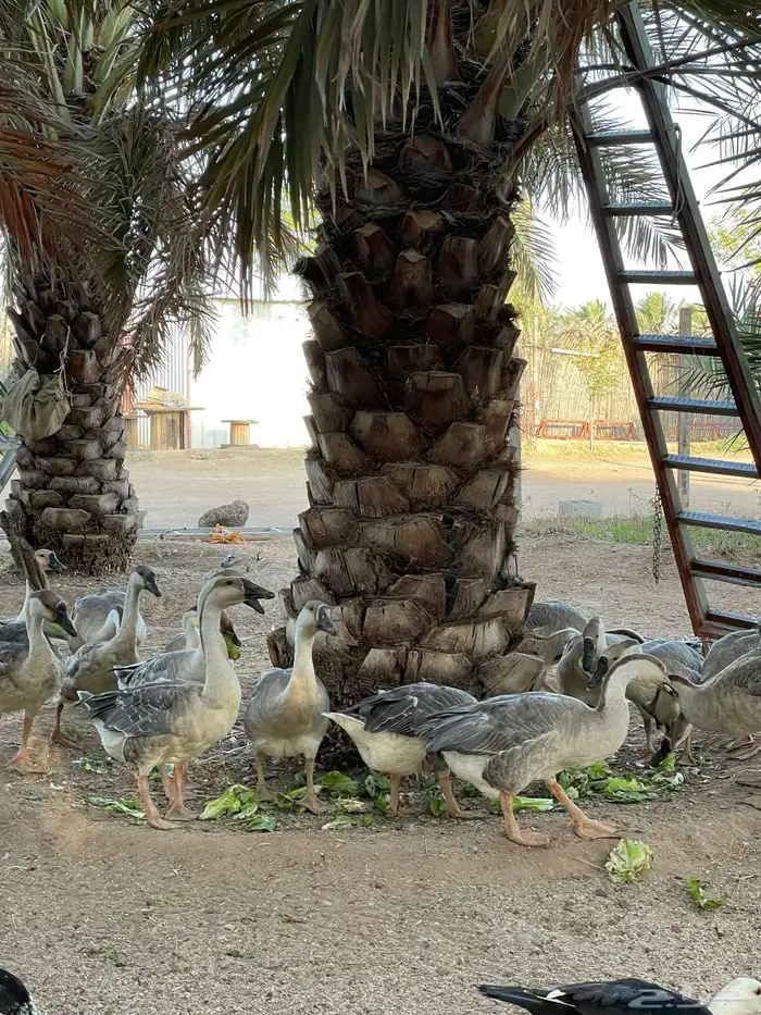 وز عراقي اصل وفصل 4