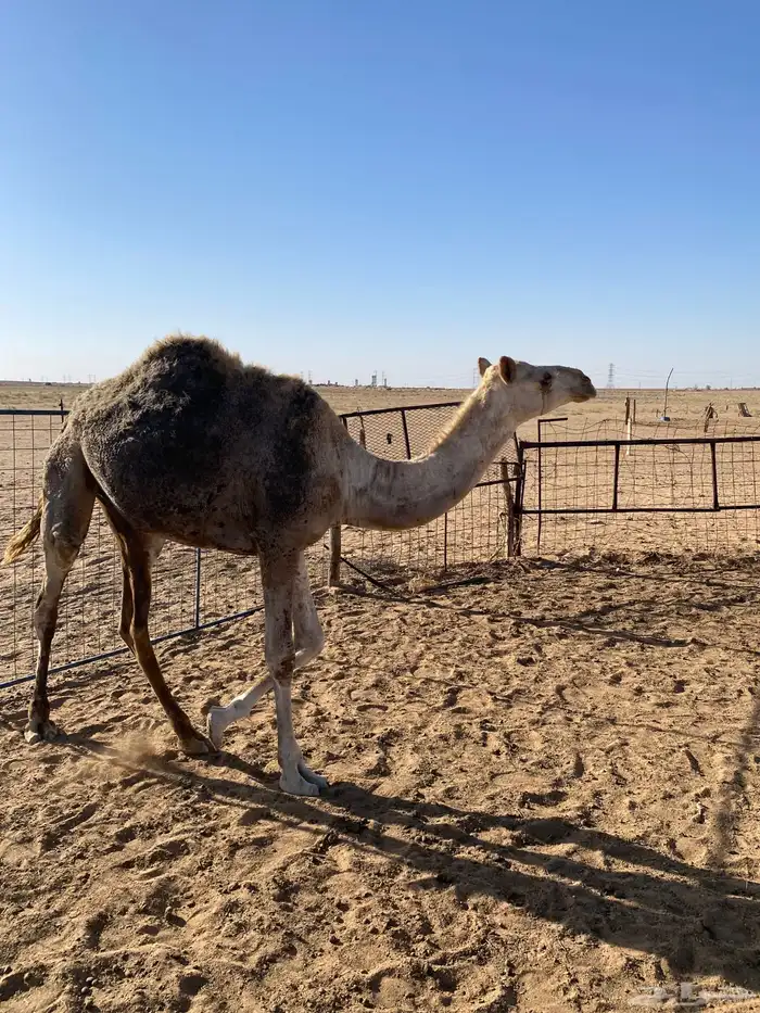 بكره طيبه حقه 3