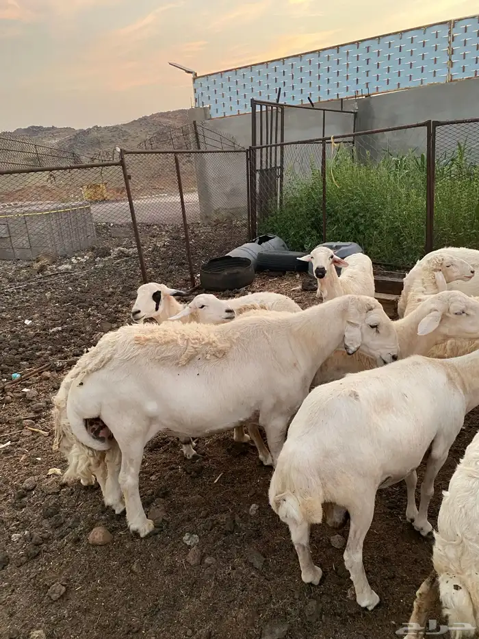 محايل عسير خروف فحل 1