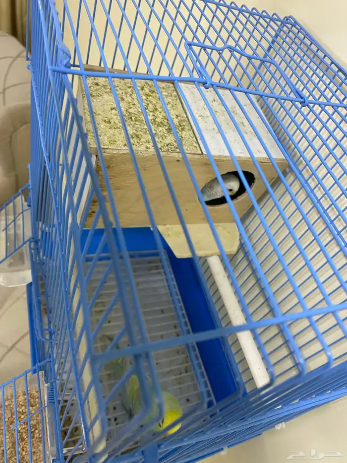 طيور حب الأزرق انثى والأخضر ذكر ومعاها كل مستلزماتها 2