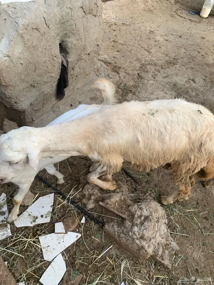 تيس بلدي للبيع وفرير بلدي للبيع 8