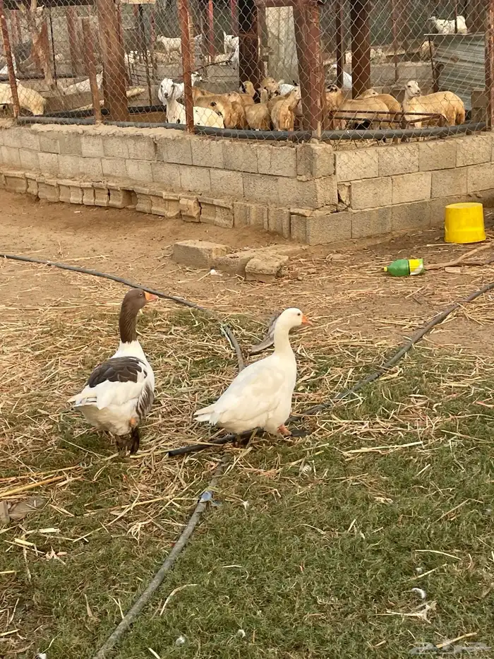 وز للبيع 0