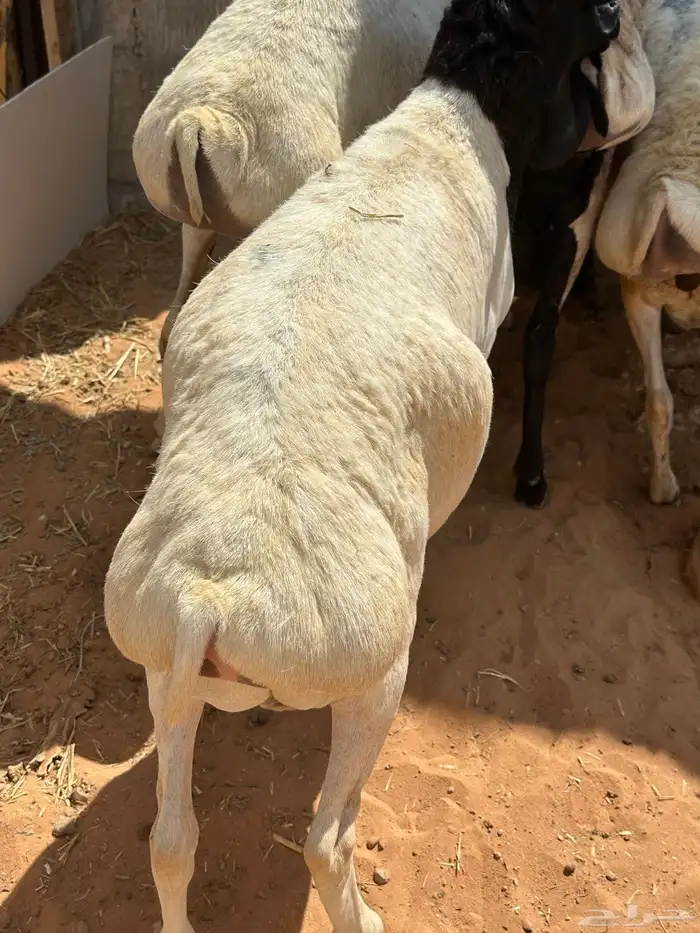 برابر جذعان طرف لحم وشحم 19