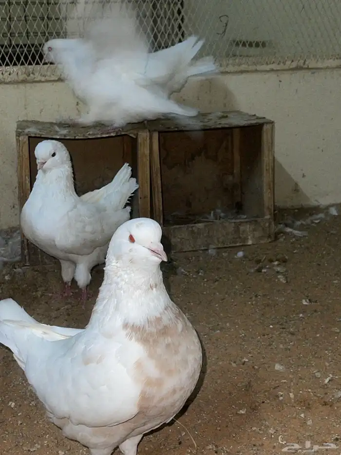 حمام كنق وطقم دجاج رومي 7