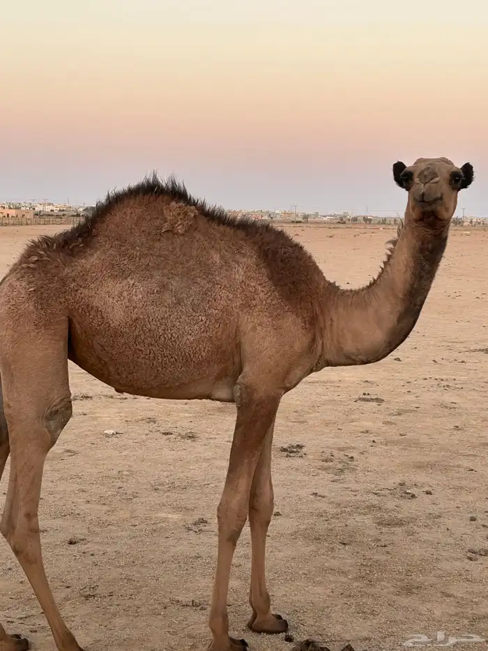 بكره 0