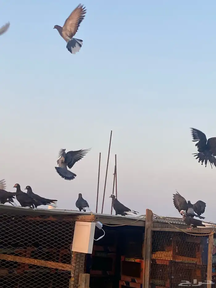 حمام قطيفي   قطايف   قلابي 14