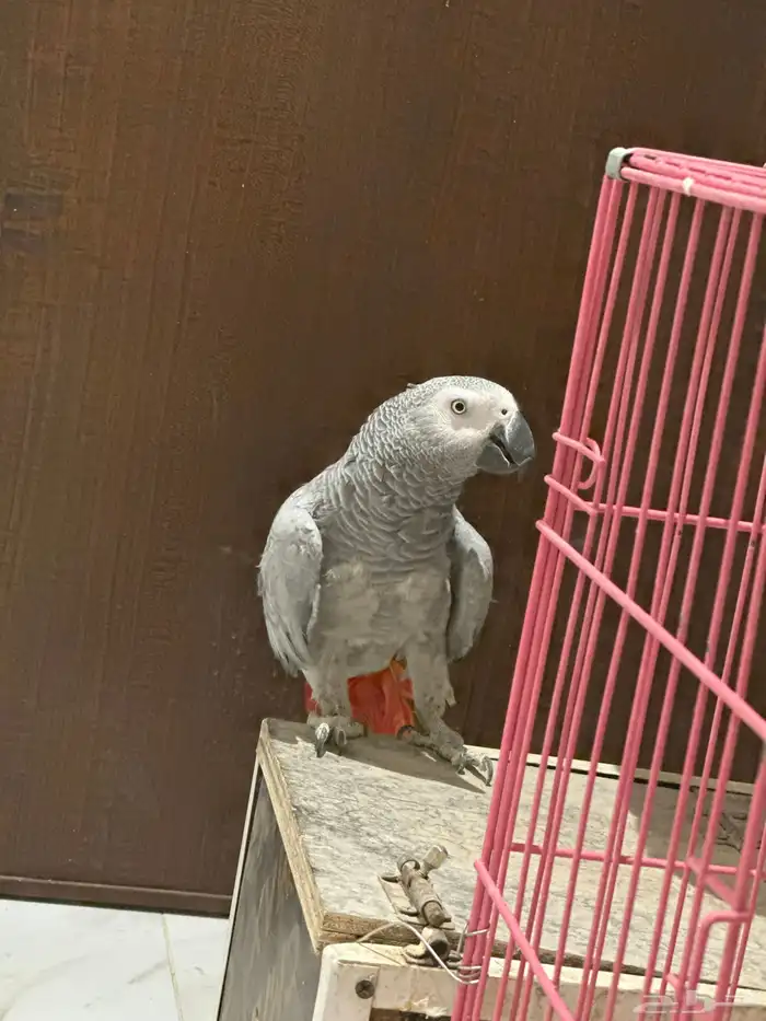 زوج كاسكو للبيع صحه ونظافه على السوم 3