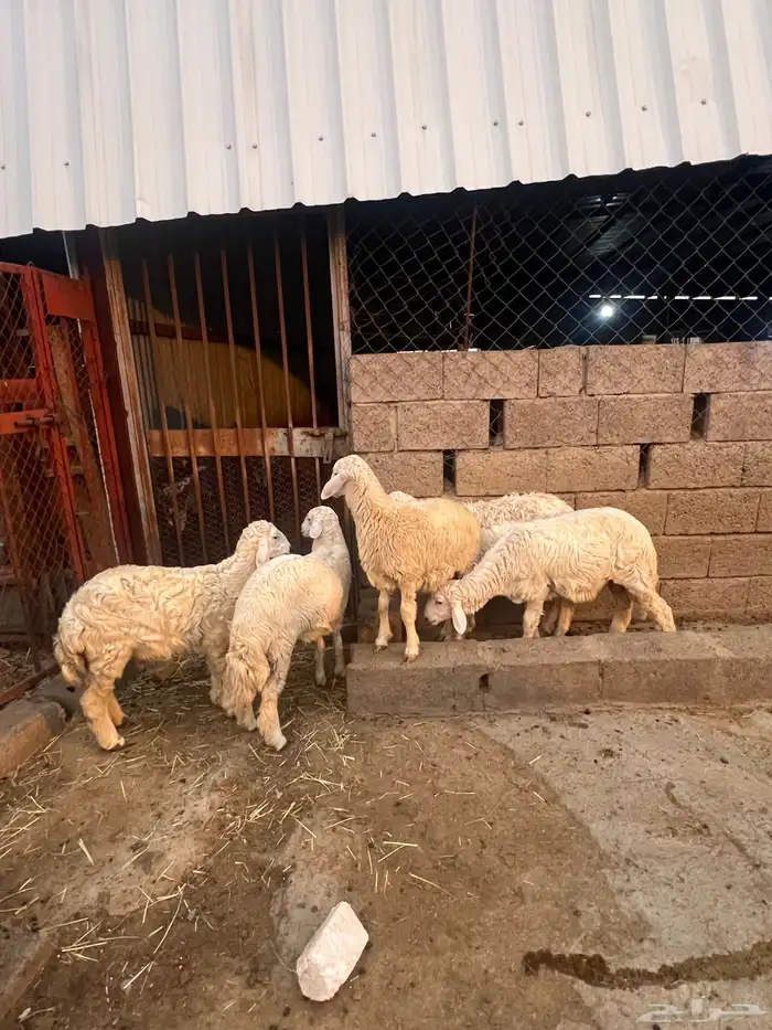 طليان ورخال 6