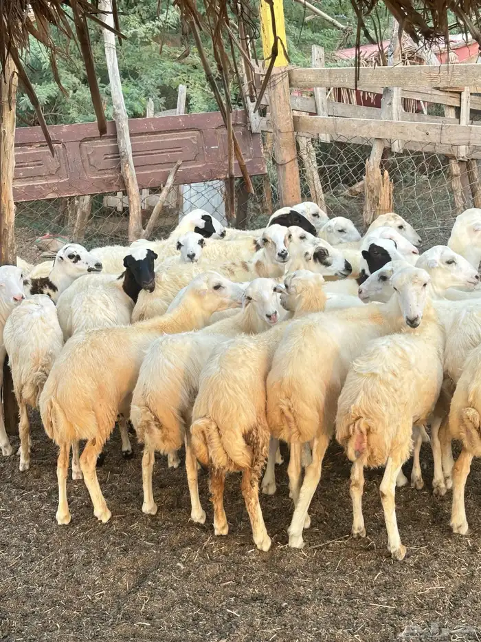 رخيل رفيدية 3