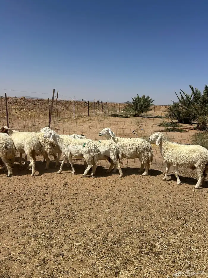 غنم حريه 1
