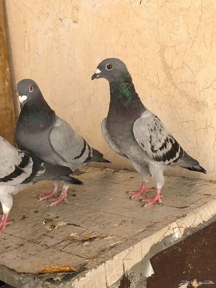 حمام زاجل 3