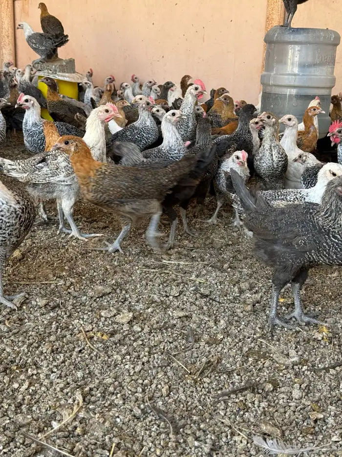 دجاج فروخ 15