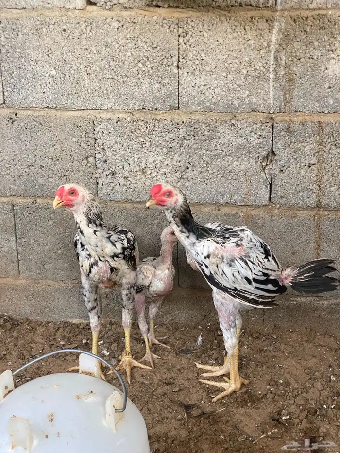 فروخ باكستاني ديوك 5