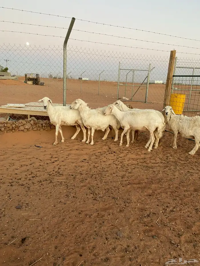 حريات دفيع فحص سونار 5