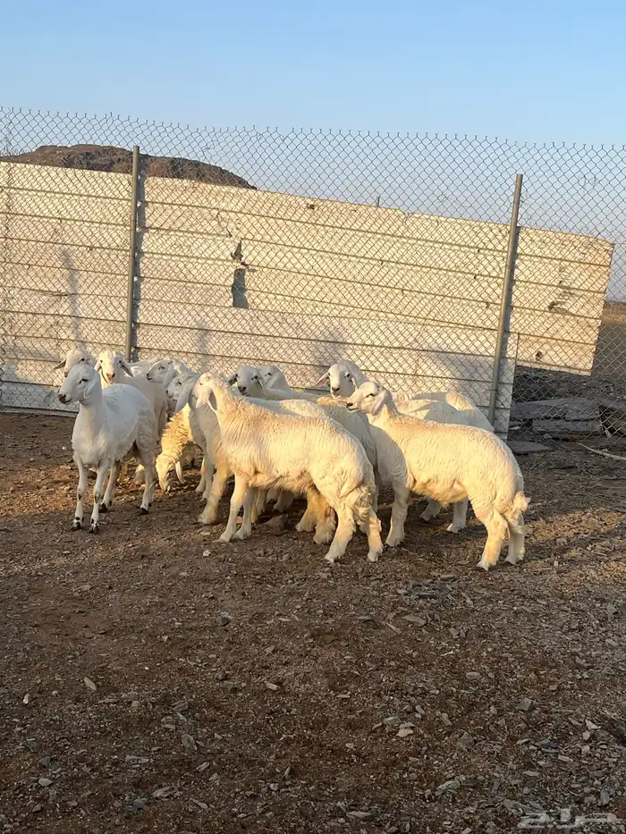 طليان جبره كايفه شحم فل 6