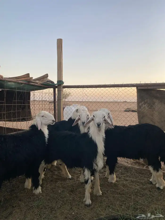 خرفان نجد 0