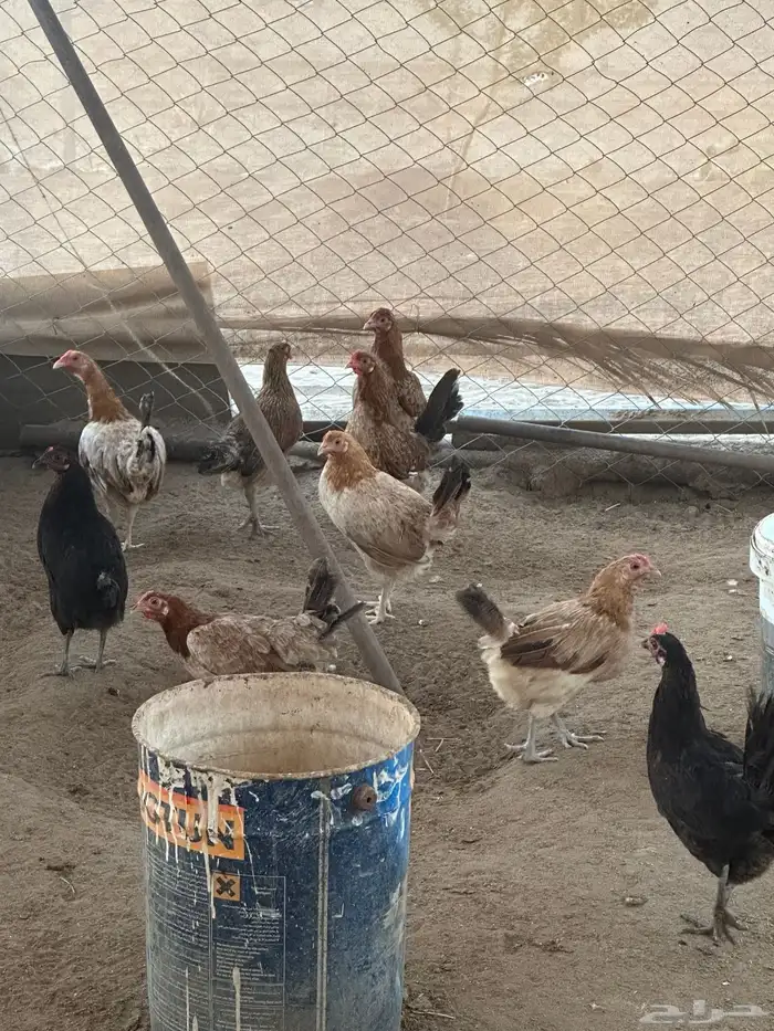 دجاج بلدي بياض 3