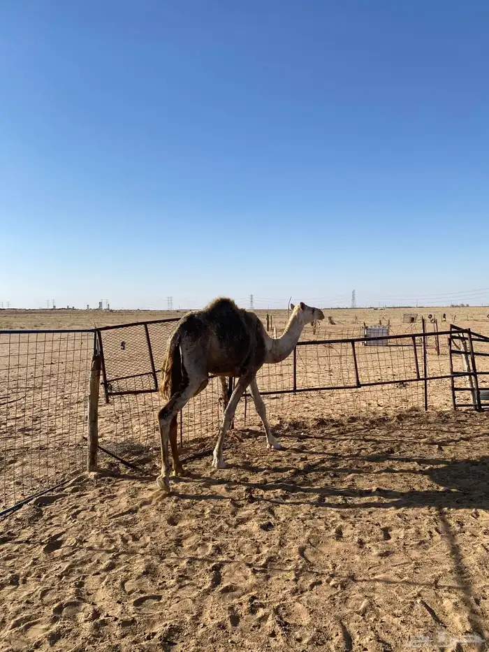 بكره طيبه حقه 5