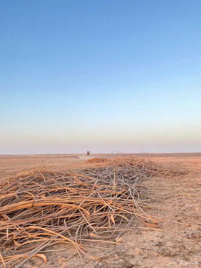 عسيب بدون سعف تقريبن دنا ونص والموقع الاحمديه 1