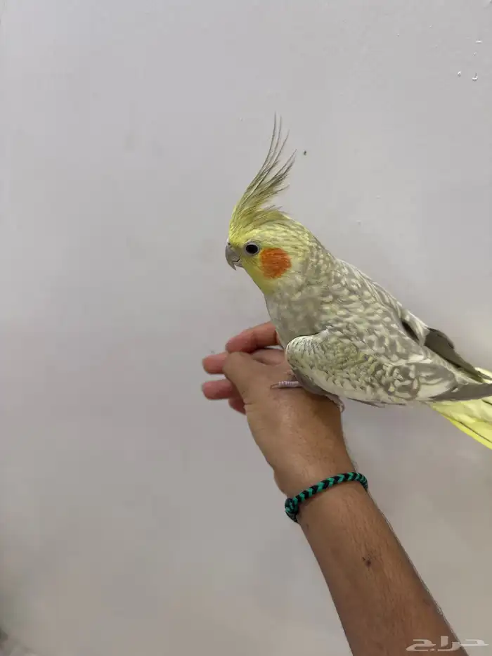 للبيع طير كروان 0