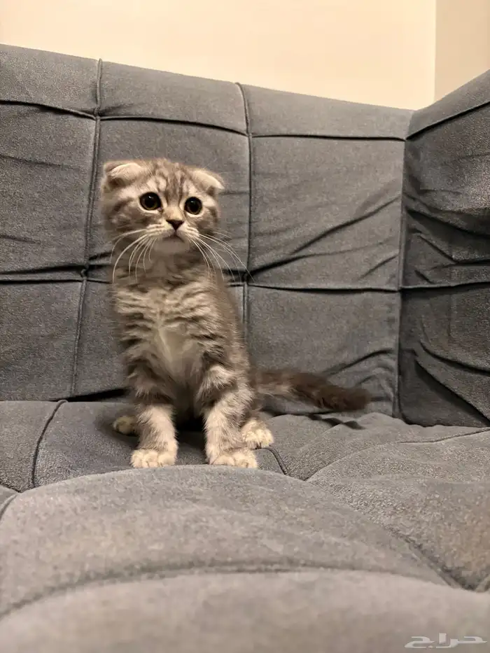 قطط سكوتش فولد للبيع 3