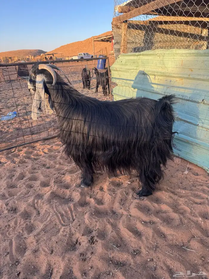 عنزين عوارض دفيع شرط 0