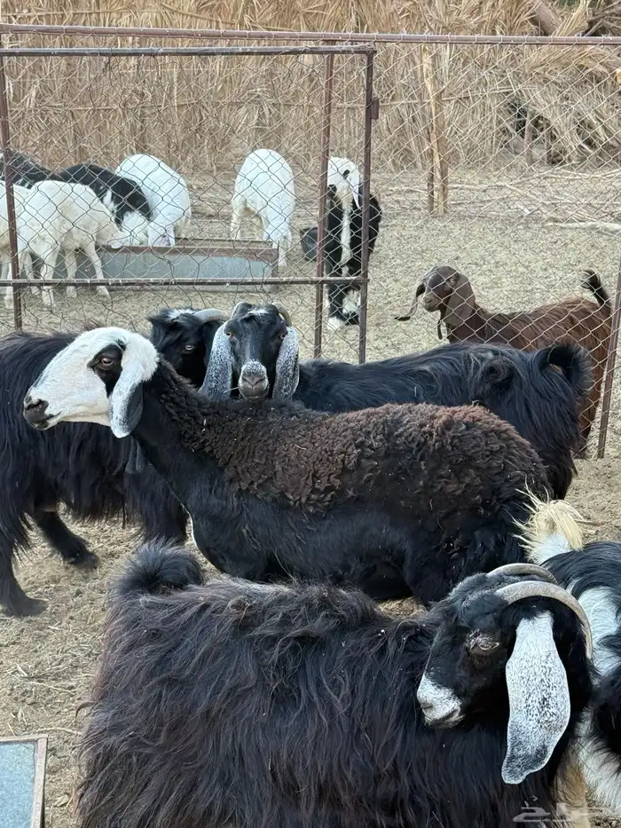 نعجه حايل ذبيحه 0
