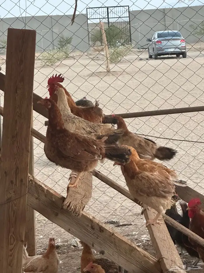 دجاج بلدي بياض 2