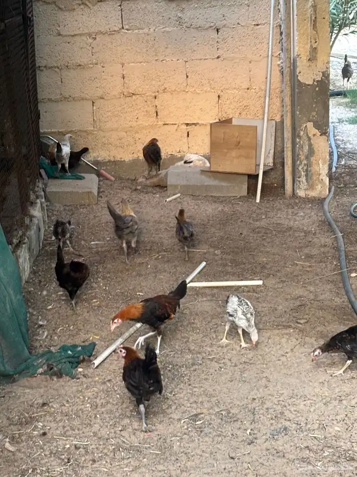 دجاج 1