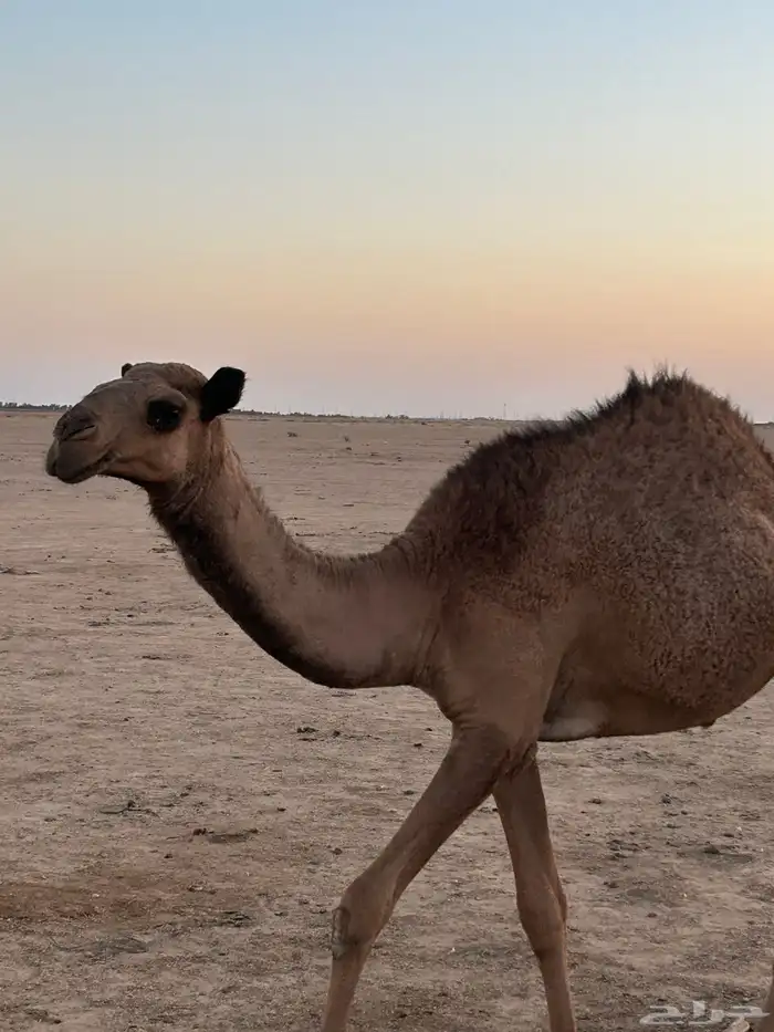 بكره 4