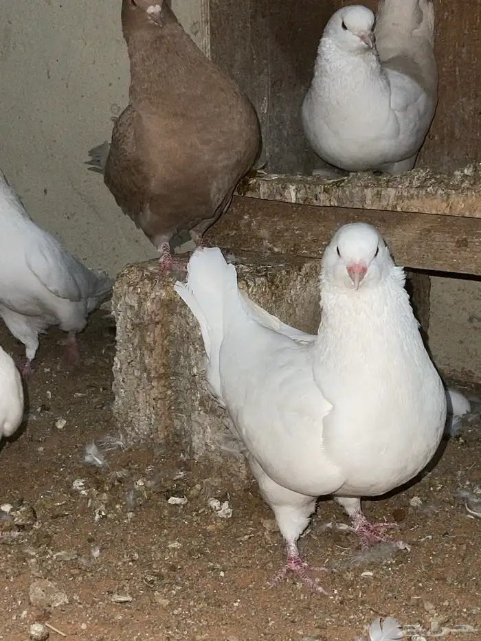 حمام كنق وطقم دجاج رومي 4