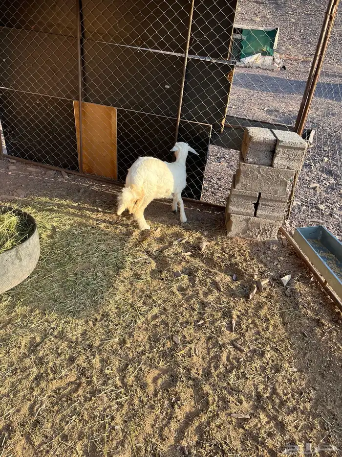 رخل للبيع تم البيع 0