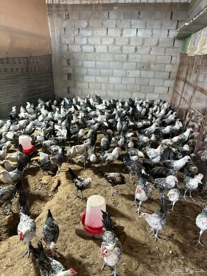 مشروع للبيع دجاج فيومي  دجاج براهما 2