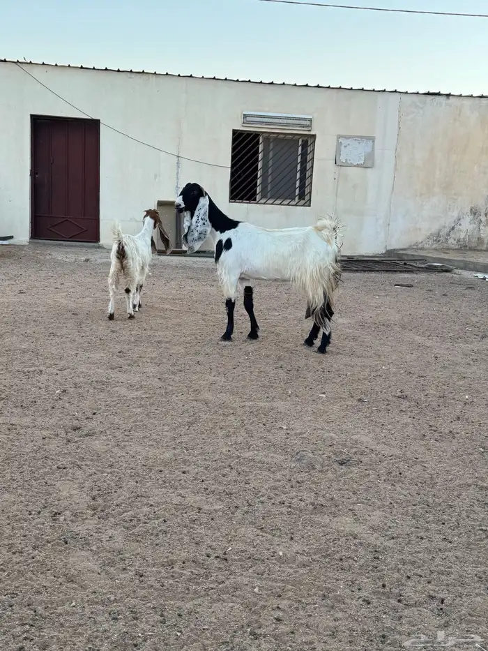 عنز مشروكه رباع والد 4