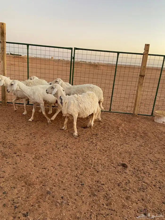 حريات دفيع فحص سونار 0
