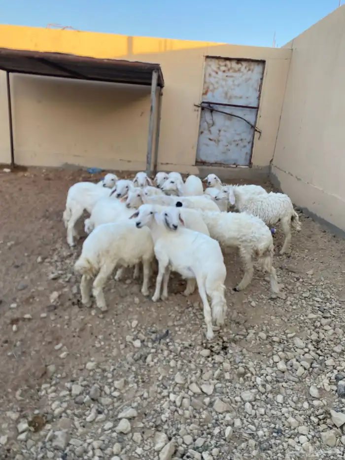 طليان ورخال 0
