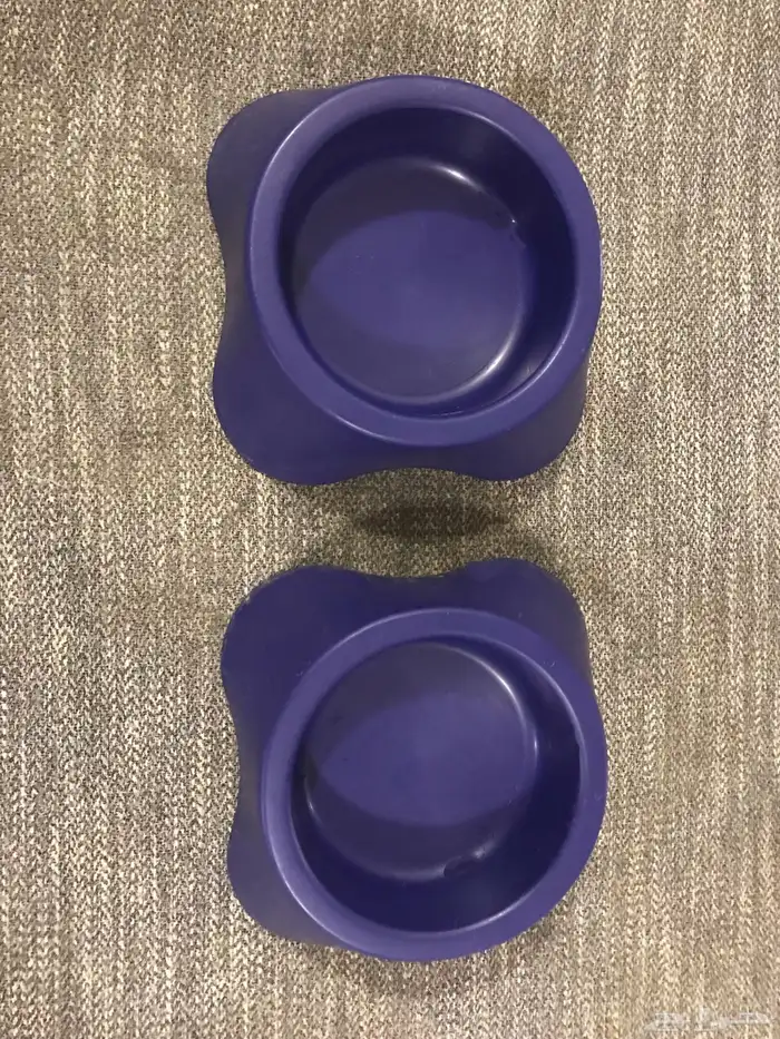 قطط 1