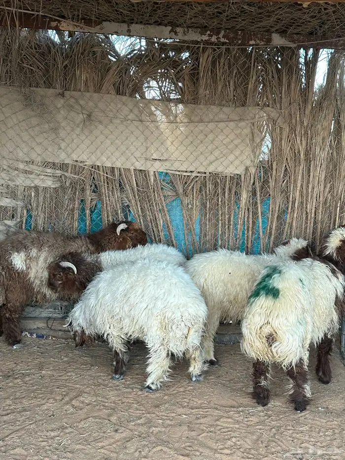 نعيمي طيبه 2