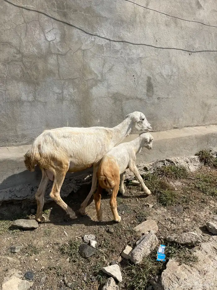 السلام عليكم 5