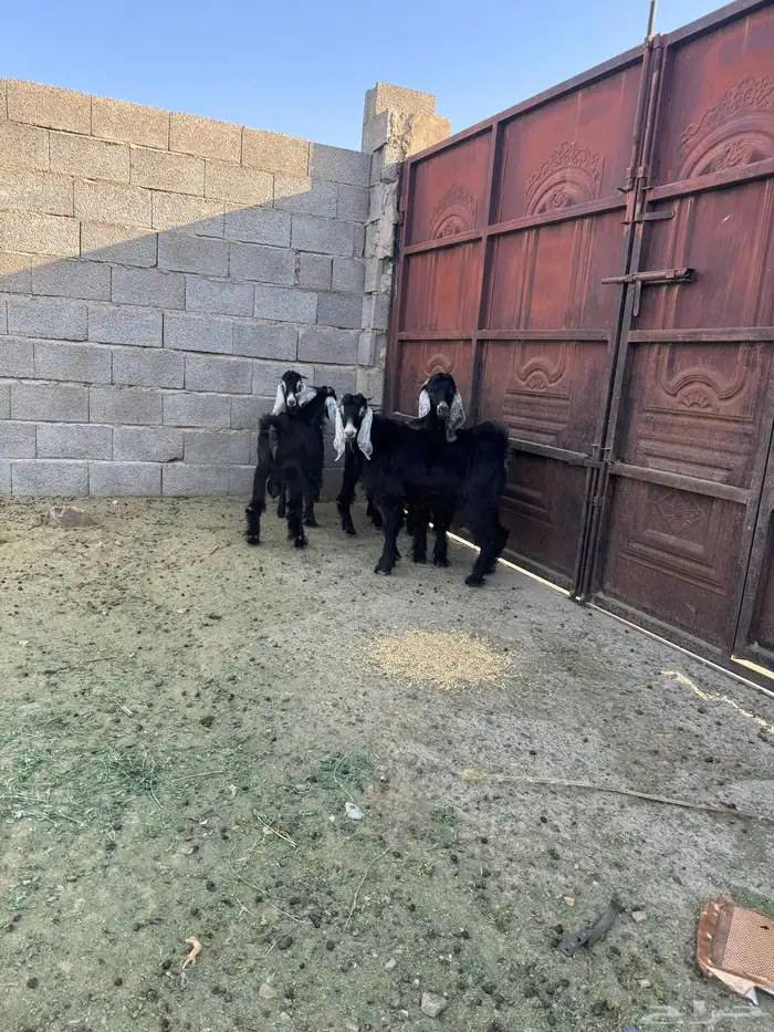 تيوس 8 شهور 11