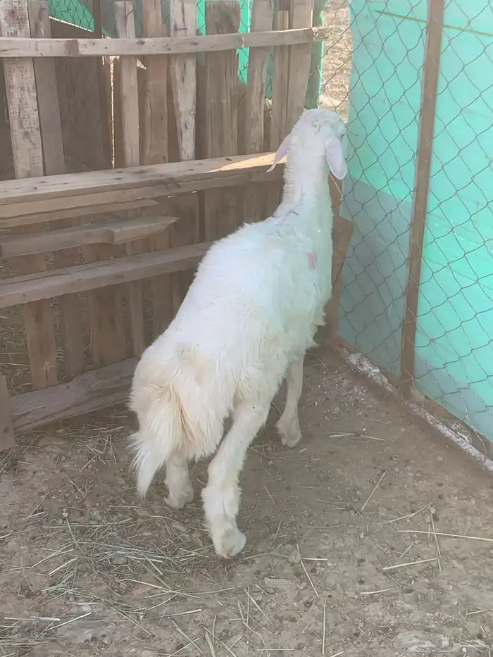 طلي للبيع 6