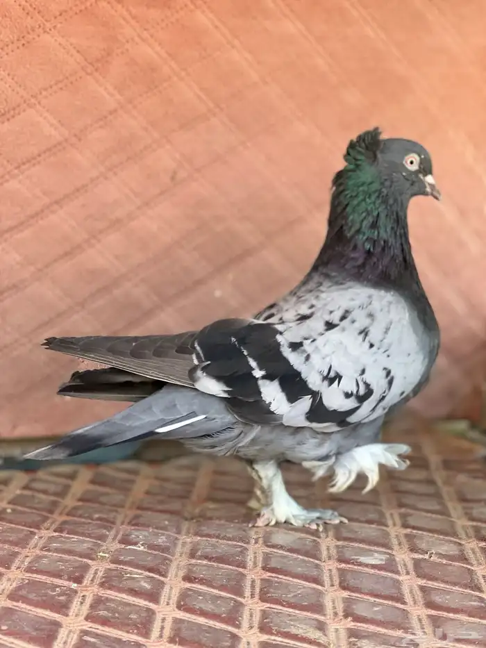اتراك زوج منتج تحته فروخ عروق بطله 3